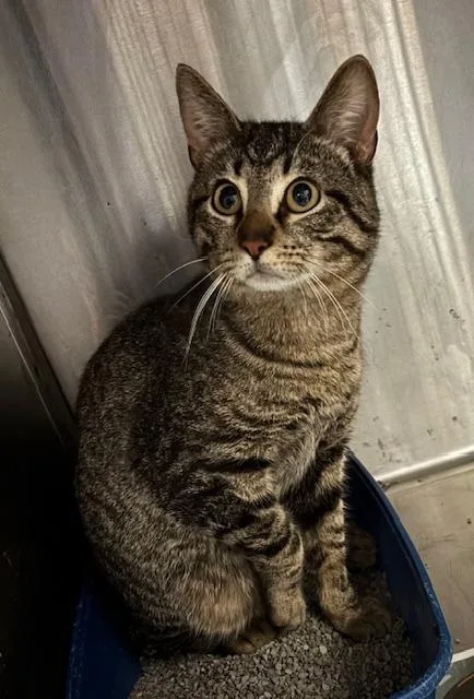 A young large-sized female Domestic Short Hair cat named Pixie for adoption in Princeton, IN