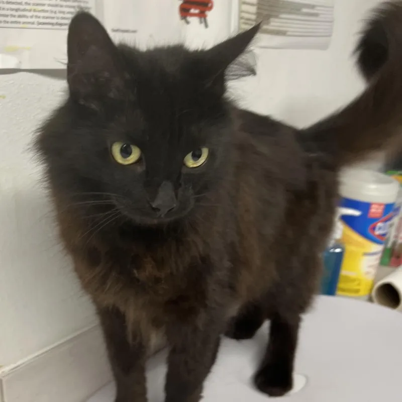An adult medium-sized female Black Domestic Long Hair cat named Buffy Summers for adoption in St. Louis, MO