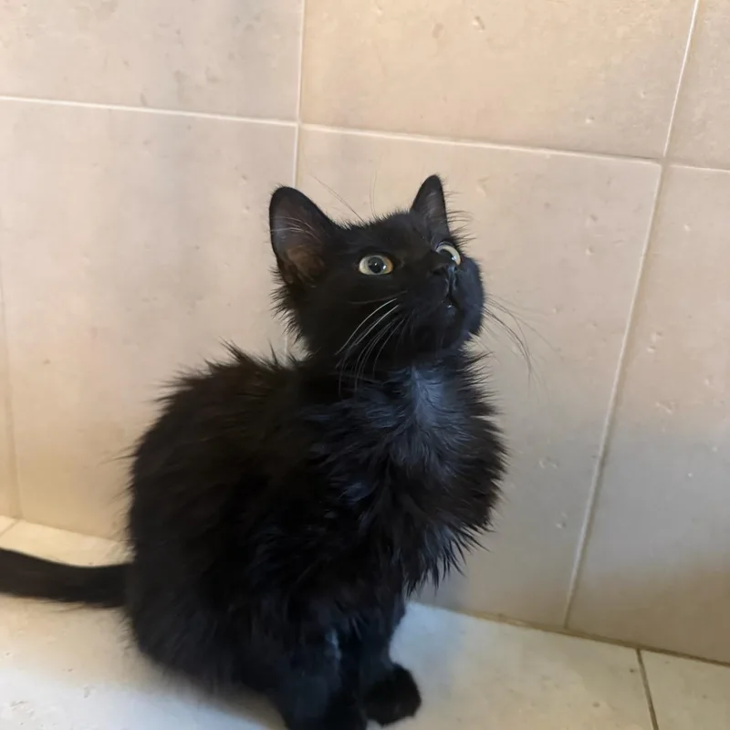A baby small-sized female Black Maine Coon cat named Kendall The Fluffy Princess for adoption in Boca Raton, FL