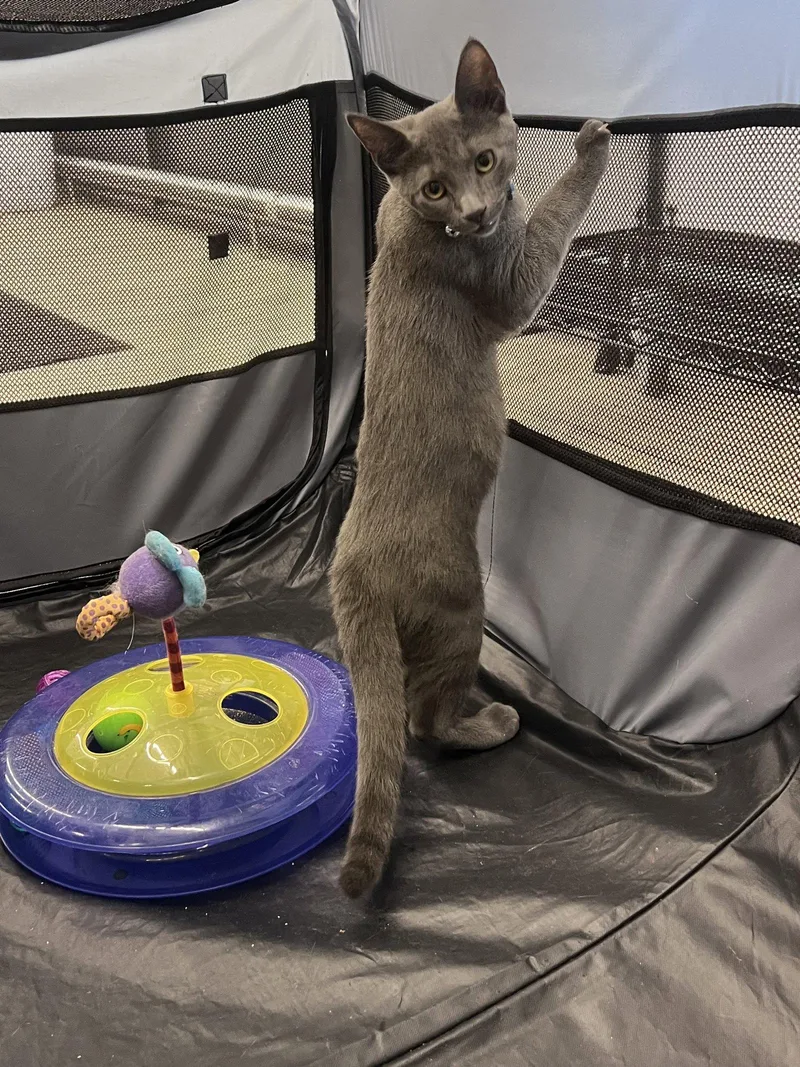A young medium-sized male Gray / Blue / Silver Domestic Short Hair cat named Silvio for adoption in Spring Lake, NJ