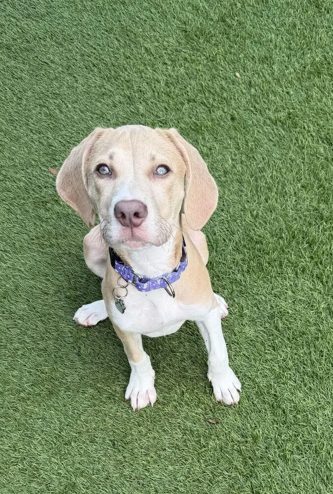 A baby small-sized female Tricolor (Brown, Black, & White) American Bulldog dog named Zora for adoption in Lakeland, FL