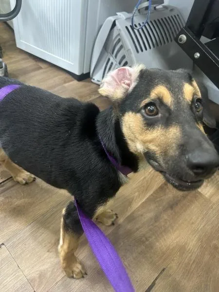 A baby medium-sized male Hound dog named Johnny for adoption in Cleveland, TN