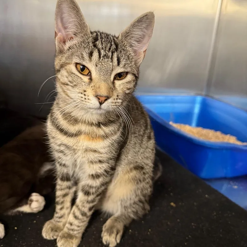 A baby medium-sized female Brown / Chocolate Domestic Medium Hair cat named Cornelia for adoption in Spokane, WA