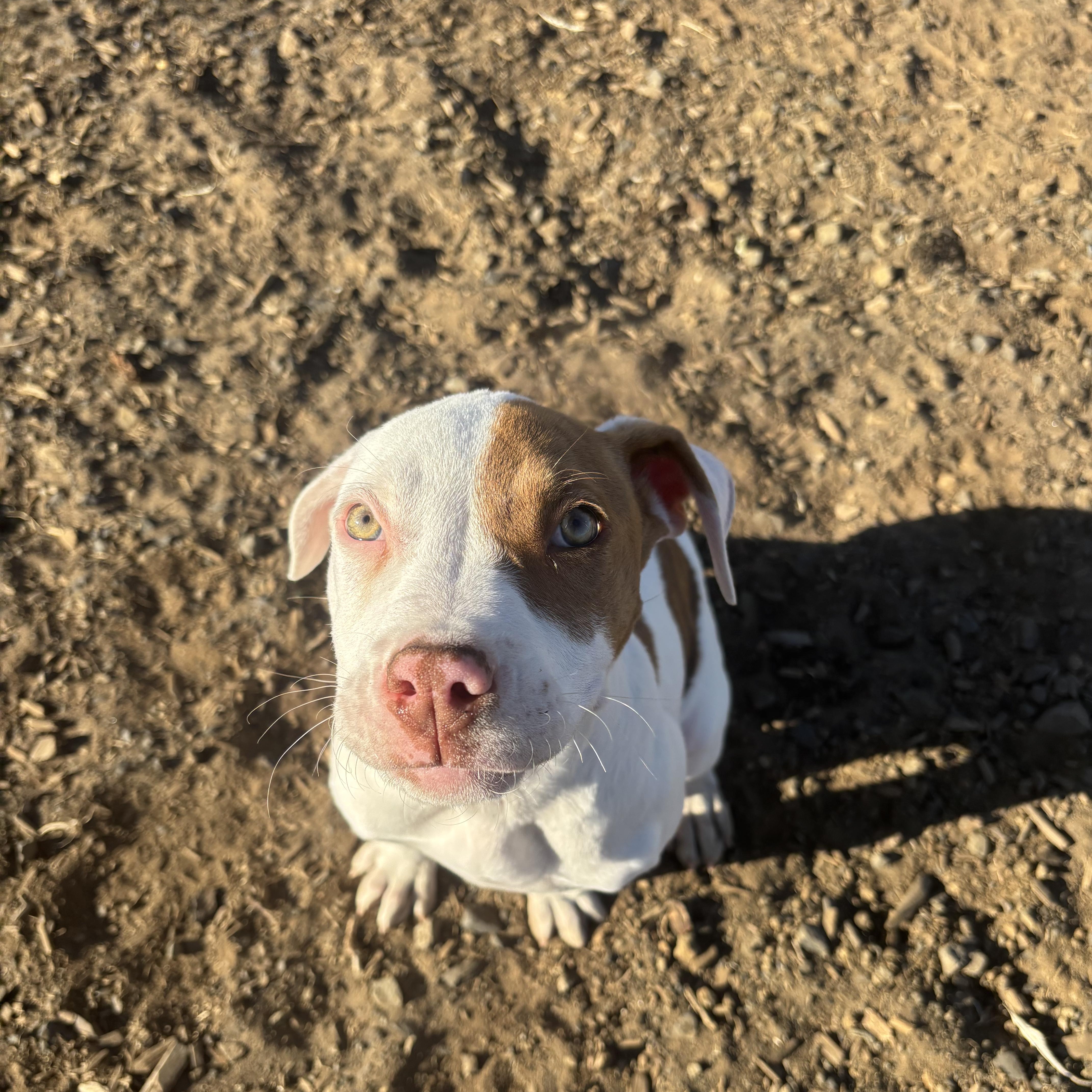 A baby medium-sized female Pit Bull Terrier dog named Oatmeal for adoption in The Dalles, OR