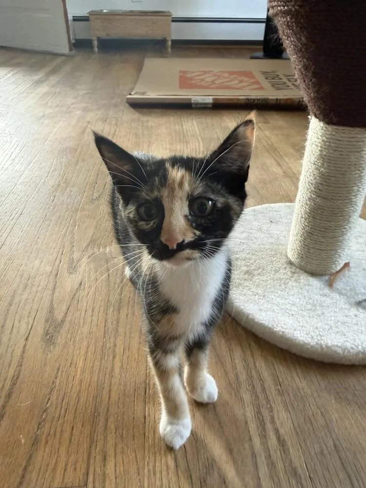 A baby medium-sized female Domestic Short Hair cat named Jill for adoption in East Greenville, PA