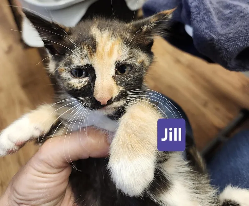 Jill thumbnail 2
