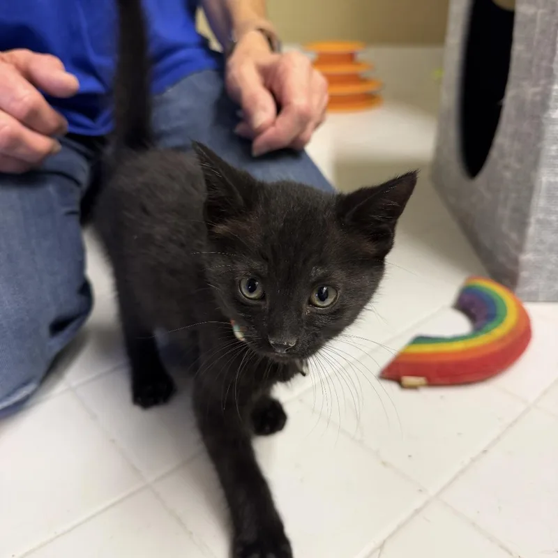 A baby medium-sized male Black Domestic Short Hair cat named Fozzie for adoption in jacksonville, FL