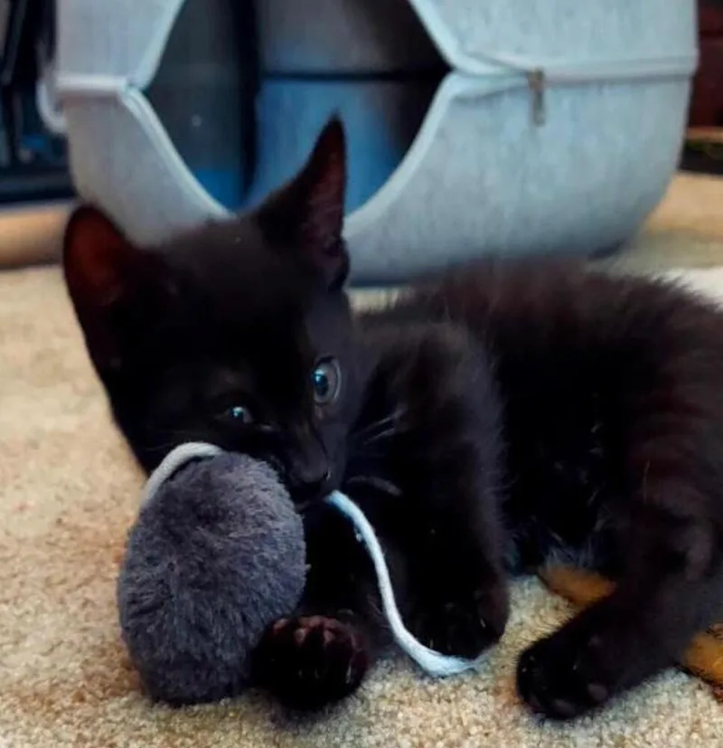 A baby small-sized male Black Bombay cat named Baby for adoption in Lancaster, CA