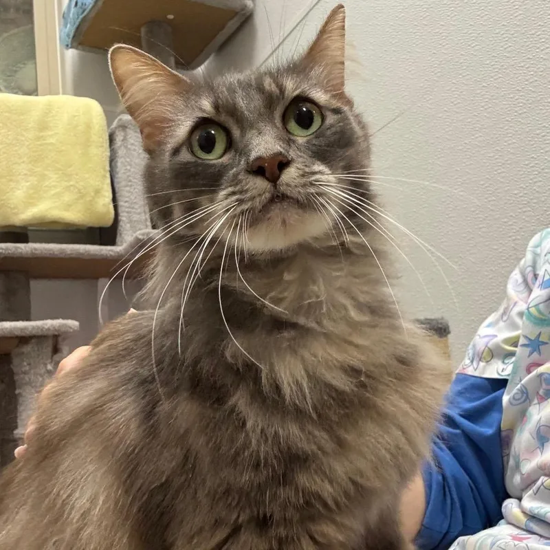 A senior medium-sized female Gray / Blue / Silver Domestic Short Hair cat named Chai for adoption in Port Angeles, WA