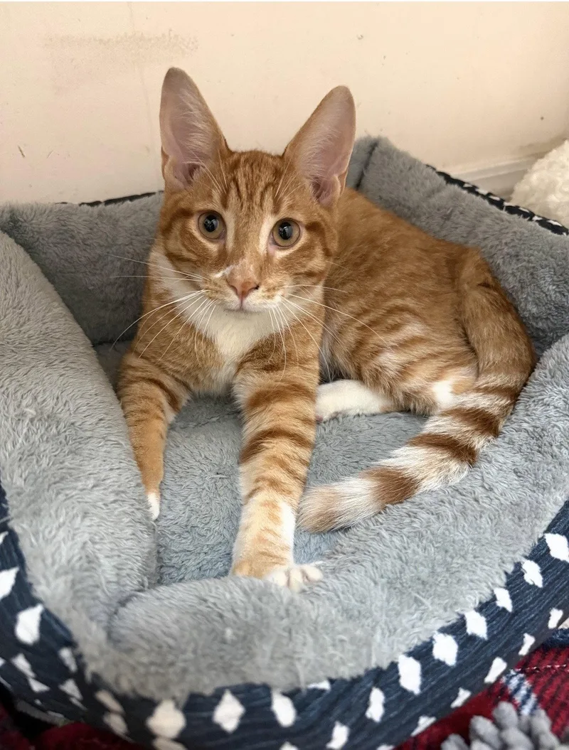 A baby medium-sized male Domestic Short Hair cat named Jesse for adoption in Walled Lake, MI