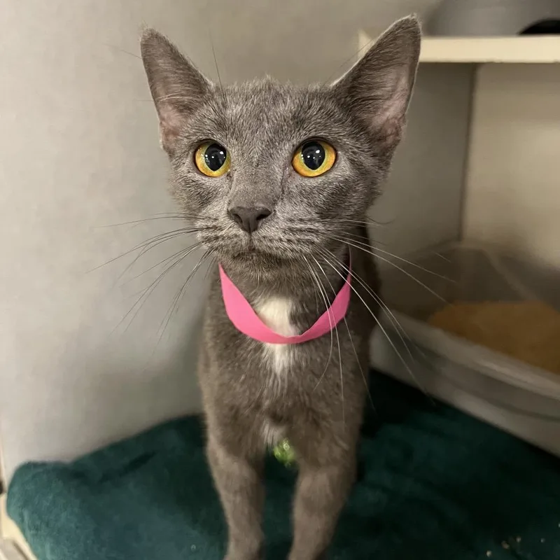 A young medium-sized female Domestic Short Hair cat named Destiny for adoption in Fairport, NY