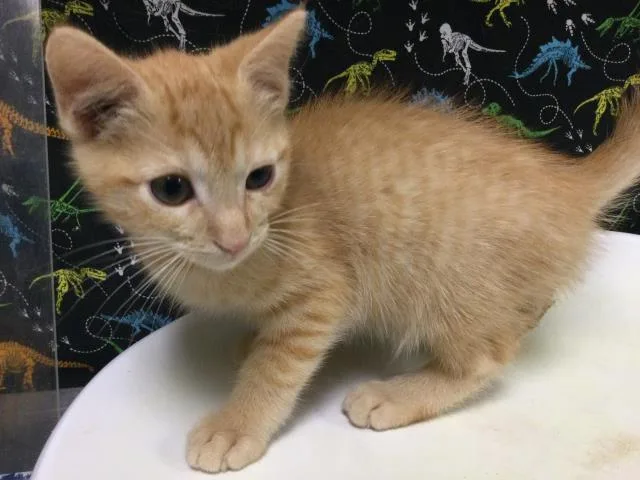 A baby small-sized male Domestic Short Hair cat named David for adoption in Riverside, CA