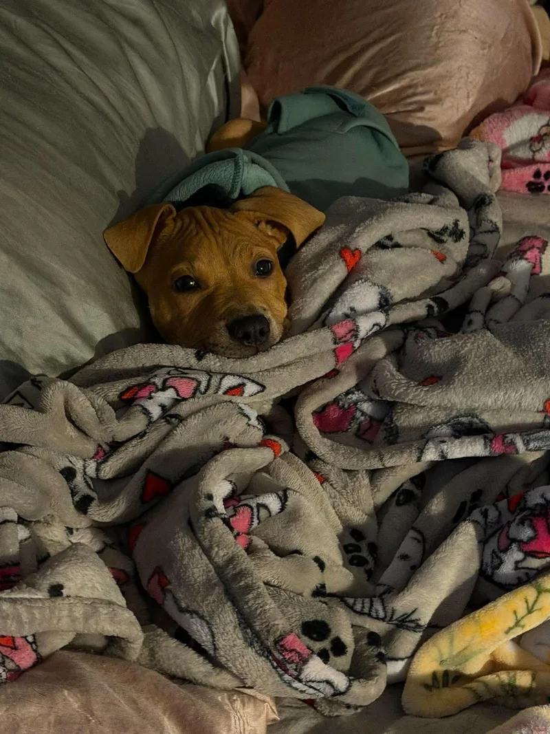 A baby medium-sized male Mixed Breed dog named Yogi for adoption in Pleasant Ridge, MI