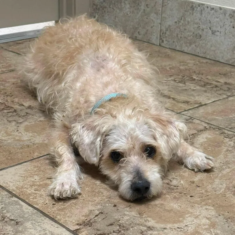 A senior medium-sized male Poodle dog named Louie for adoption in Conroe, TX