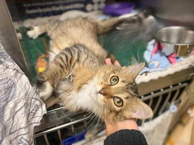 A baby small-sized female Domestic Medium Hair cat named Crow for adoption in Fort Wayne, IN