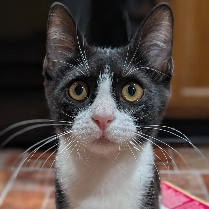 A baby small-sized female Black Domestic Short Hair cat named Binkie Bleu for adoption in Houston, TX