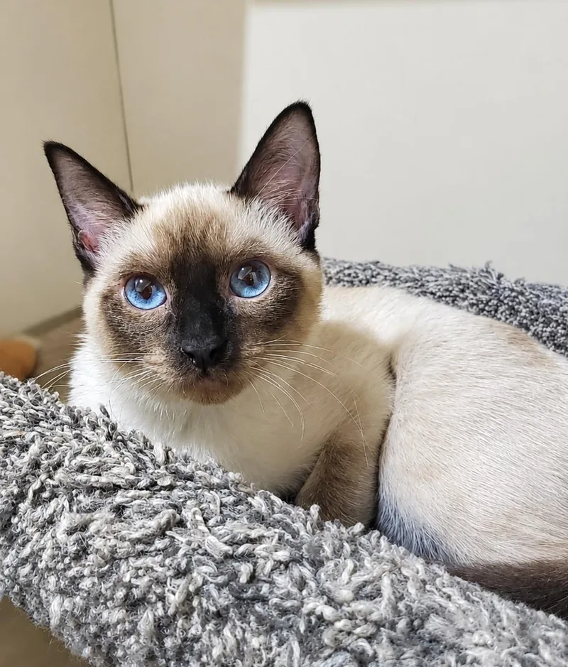 Lily