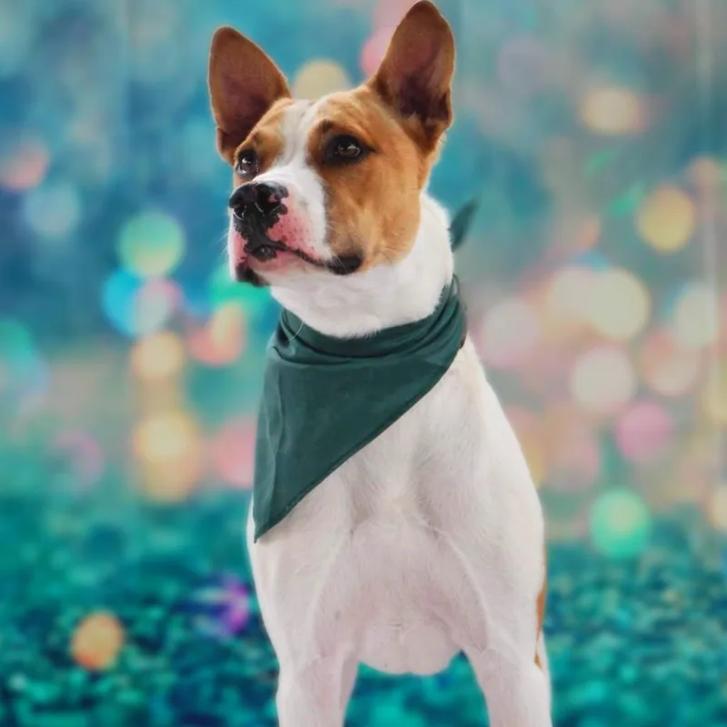 Bobby Darinjum thumbnail 2