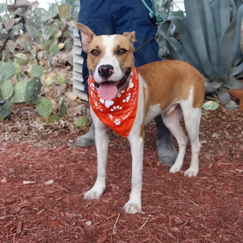 Bobby Darinjum thumbnail 3