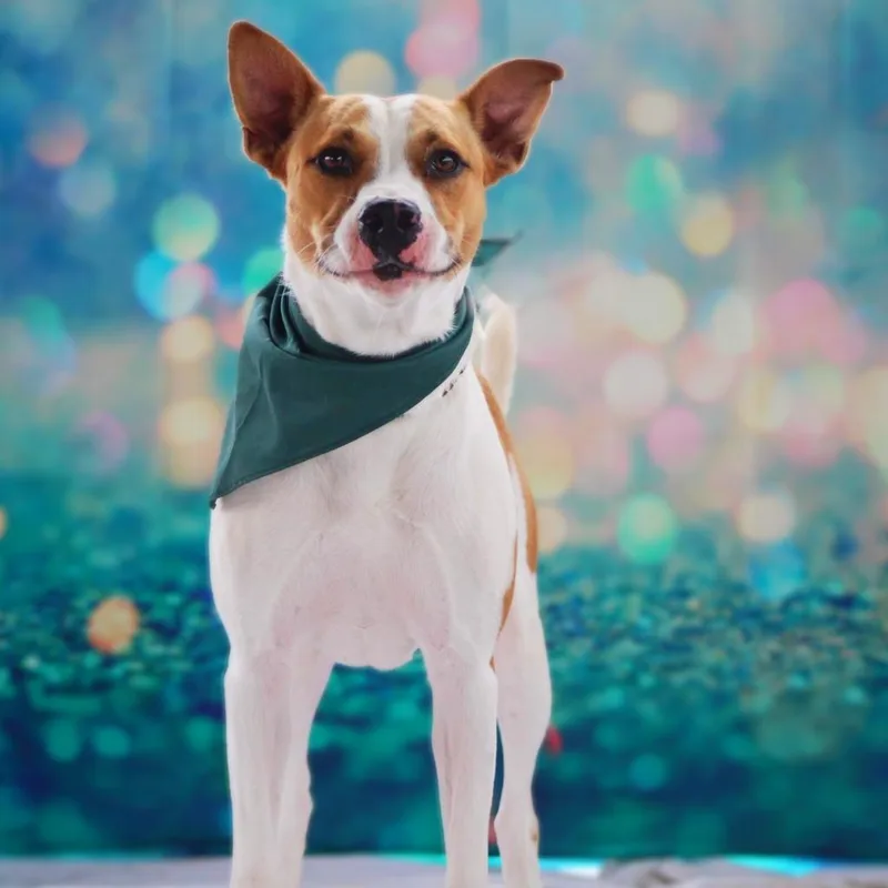 Bobby Darinjum thumbnail 4