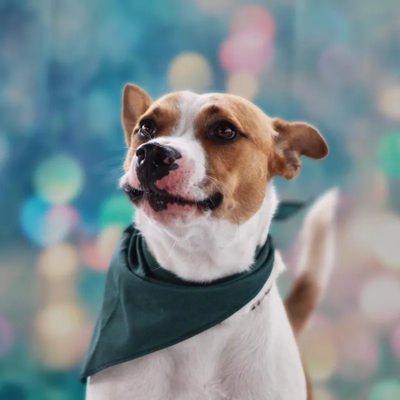 Bobby Darinjum thumbnail 5