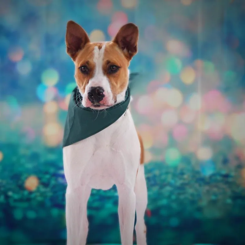 Bobby Darinjum thumbnail 6