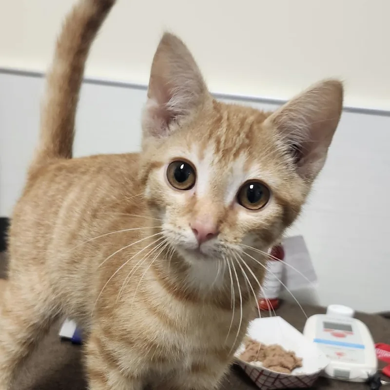 A baby small-sized male Orange / Red Domestic Short Hair cat named Trombone for adoption in Novelty, OH