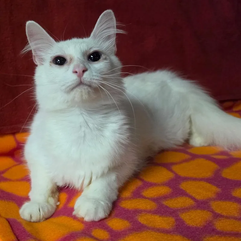 Duchess