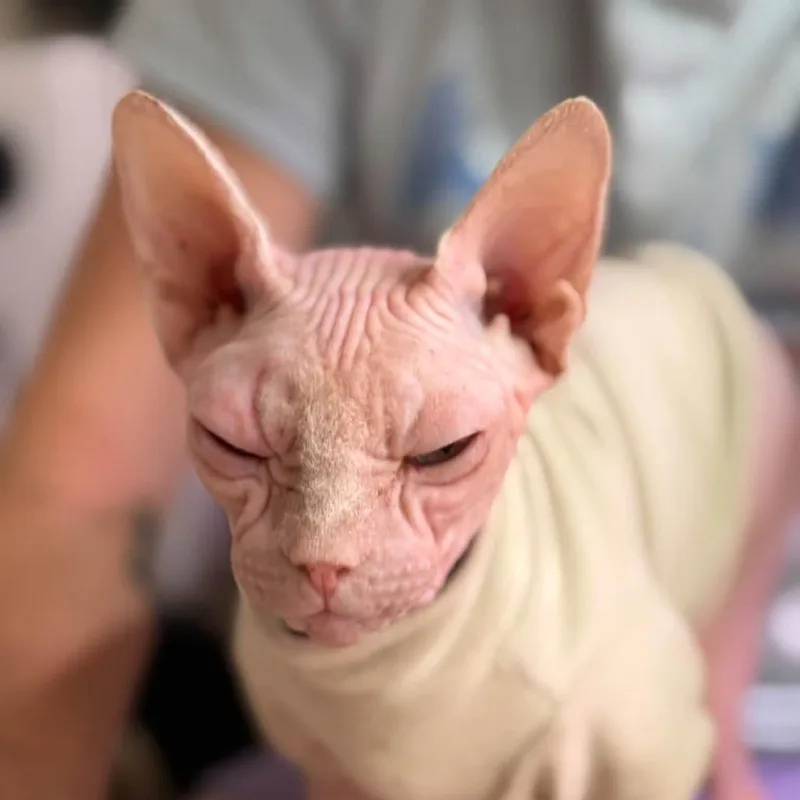 A senior small-sized female White Sphynx / Hairless Cat cat named Peachy for adoption in Eaton Rapids, MI