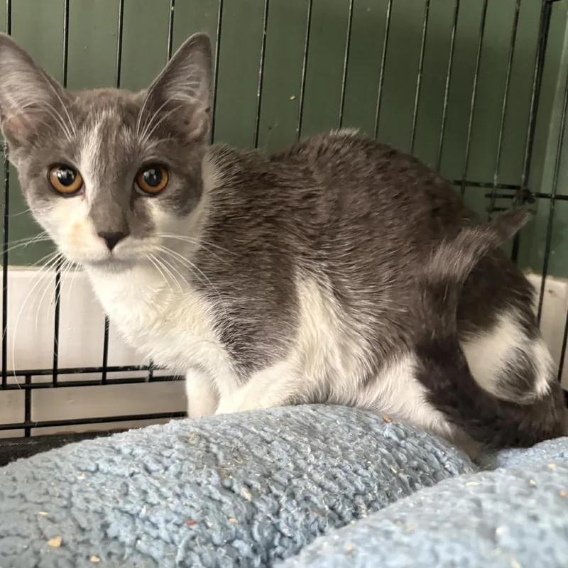 A young small-sized female Gray / Blue / Silver Domestic Short Hair cat named Gigi for adoption in Johnstown, PA