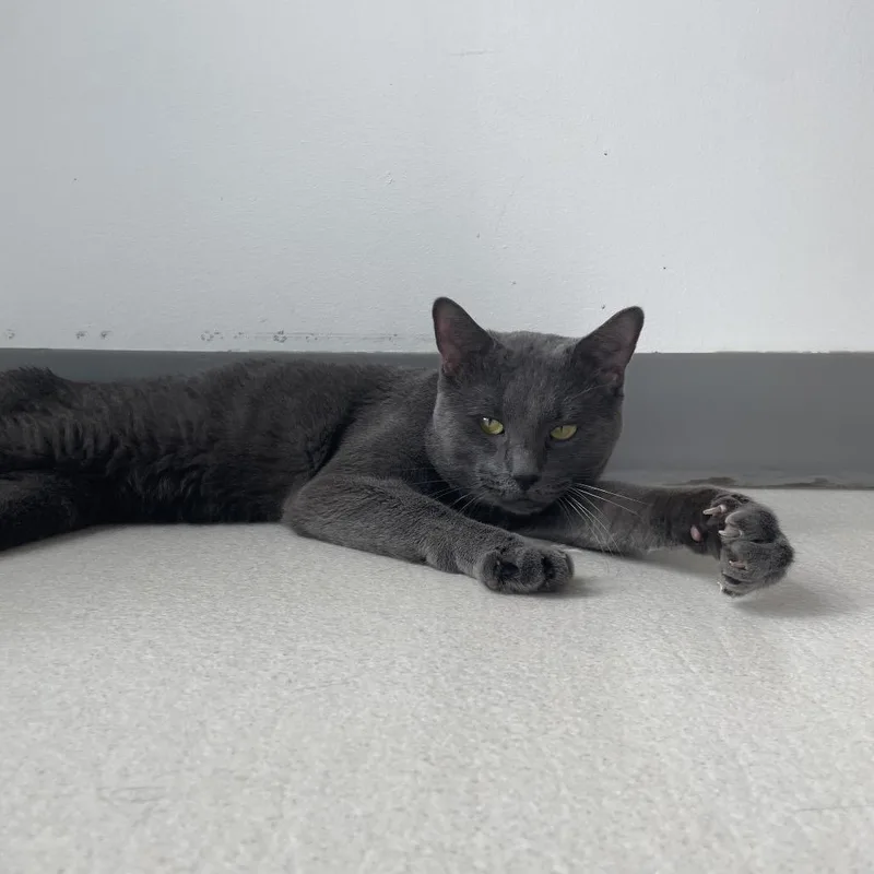An adult large-sized male Gray / Blue / Silver Domestic Short Hair cat named Ash for adoption in Warwick, RI