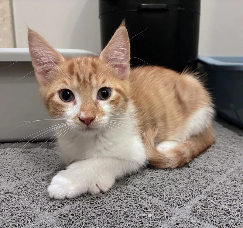 A baby medium-sized male Domestic Short Hair cat named Giacomo for adoption in Leesburg, VA