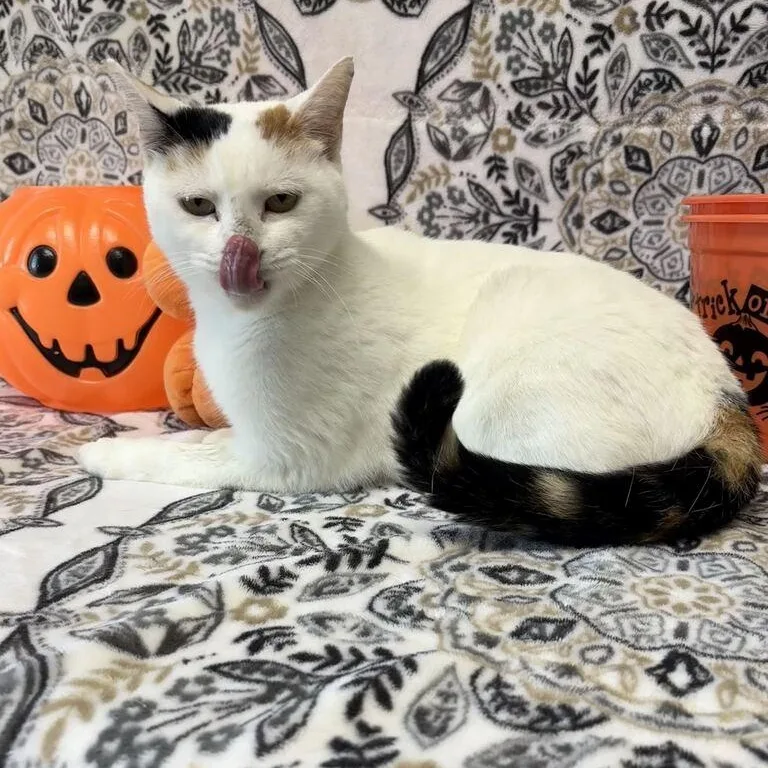 A young medium-sized female Calico Domestic Short Hair cat named Gouda for adoption in Valdosta, GA