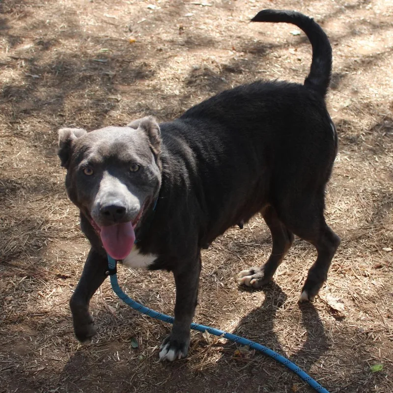 Pocahontas thumbnail 2