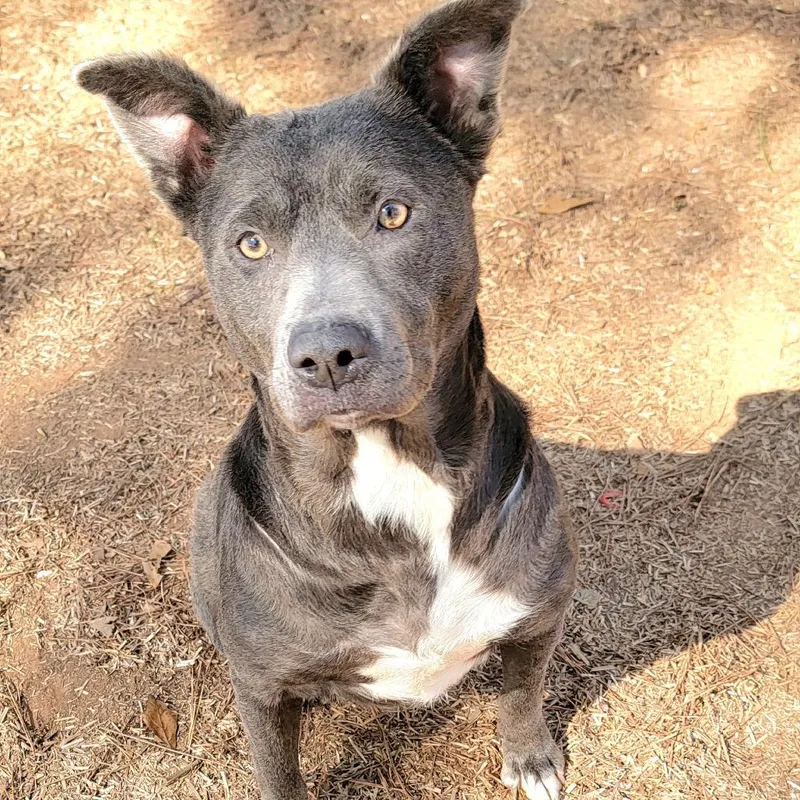 Pocahontas thumbnail 3