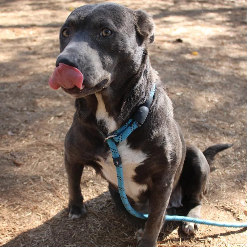 Pocahontas thumbnail 4