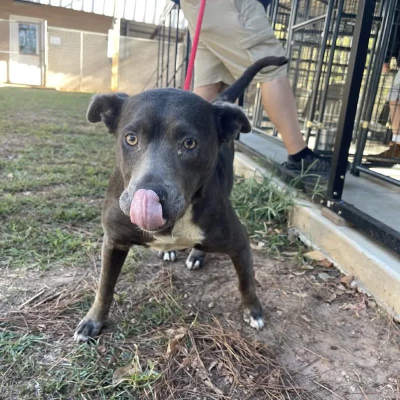 Pocahontas thumbnail 6