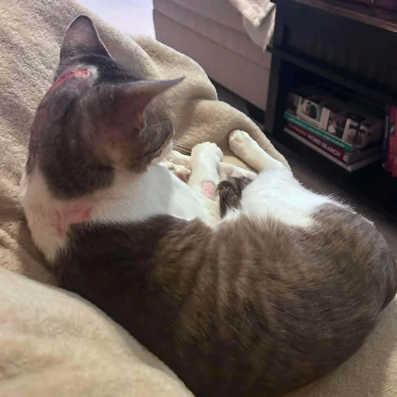 A young medium-sized male Gray & White Domestic Short Hair cat named Bosco Sweetest  year for adoption in Riverview, FL