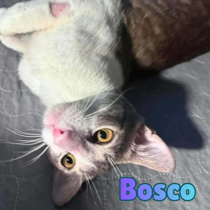 Bosco Sweetest  year thumbnail 2