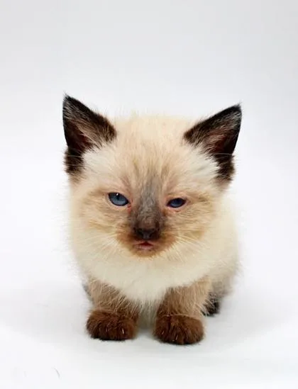 A baby small-sized female Siamese cat named Snickers for adoption in Morton Grove, IL