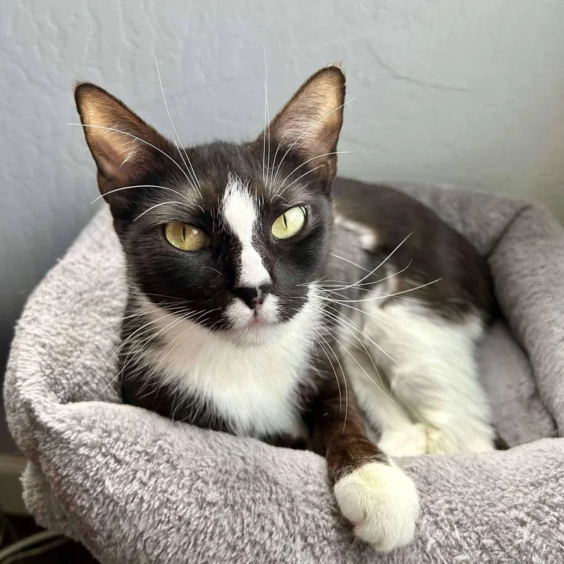 A young medium-sized female Black & White / Tuxedo Domestic Short Hair cat named Athena for adoption in Concord, CA