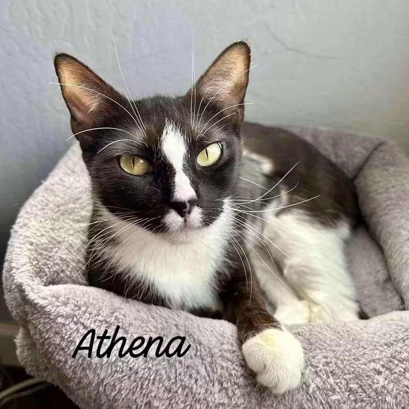 Athena thumbnail 2