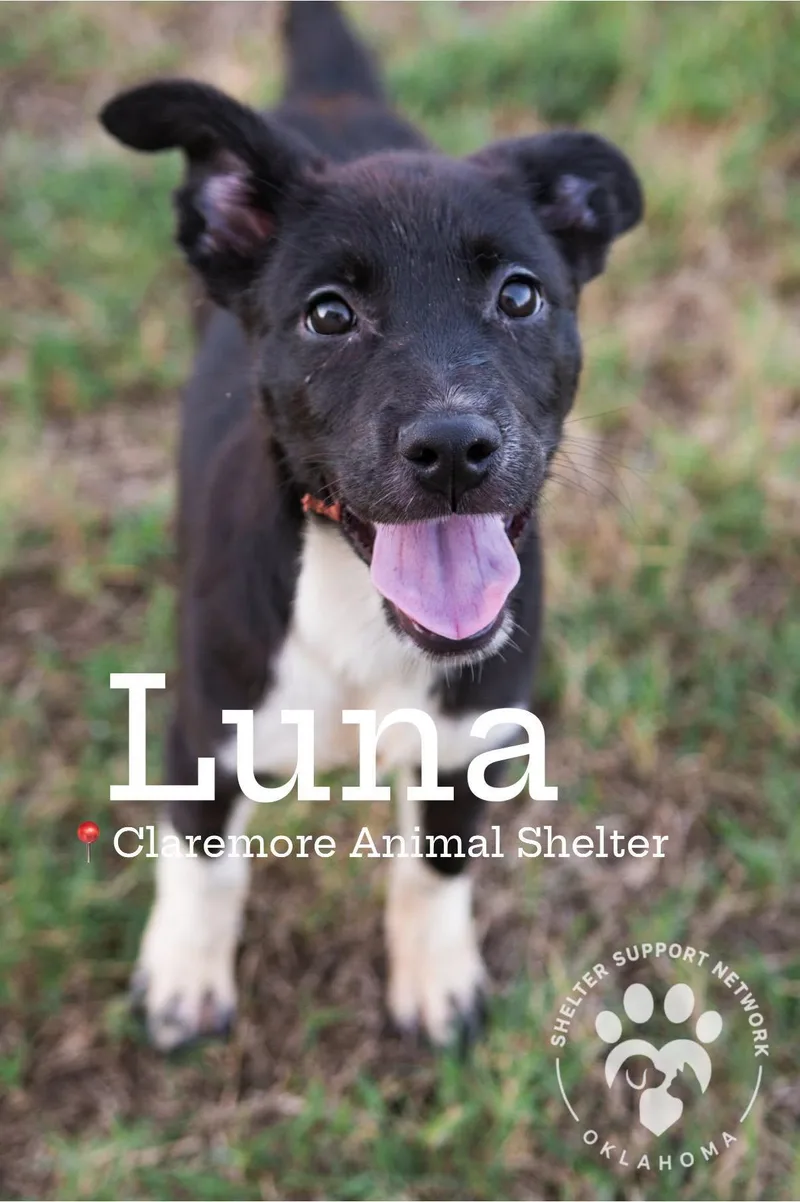 A baby medium-sized female Black Labrador Retriever dog named Luna for adoption in Claremore, OK