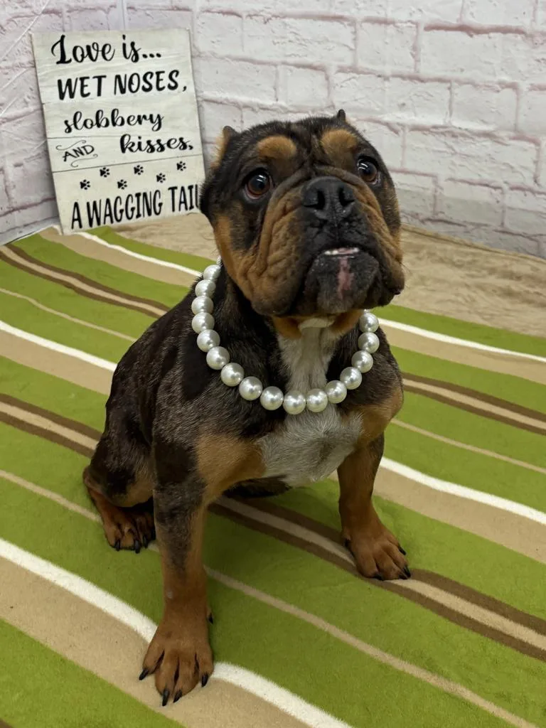A young medium-sized female Mixed Breed dog named Ottavia for adoption in Detroit, MI