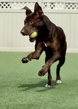 Maverick thumbnail 2