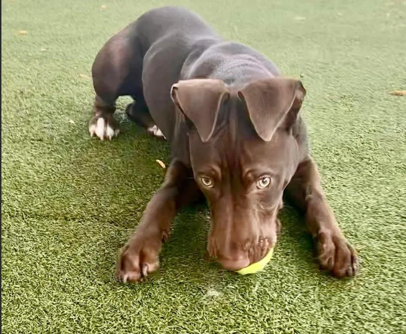 Maverick thumbnail 3