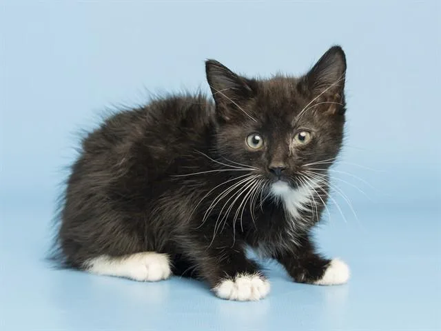 A baby small-sized male Domestic Short Hair cat named Ace for adoption in Phoenix, AZ