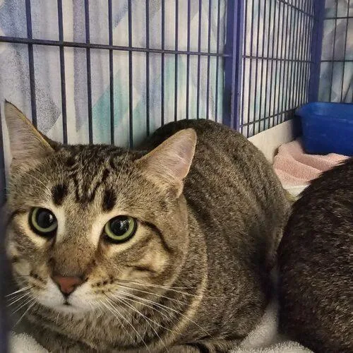 A young medium-sized male Domestic Short Hair cat named QP Quarter Pounder for adoption in Burlington, IA