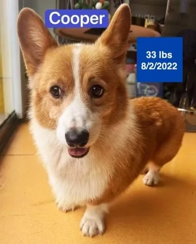 A young medium-sized male Golden Pembroke Welsh Corgi dog named Cooper for adoption in Allen, TX