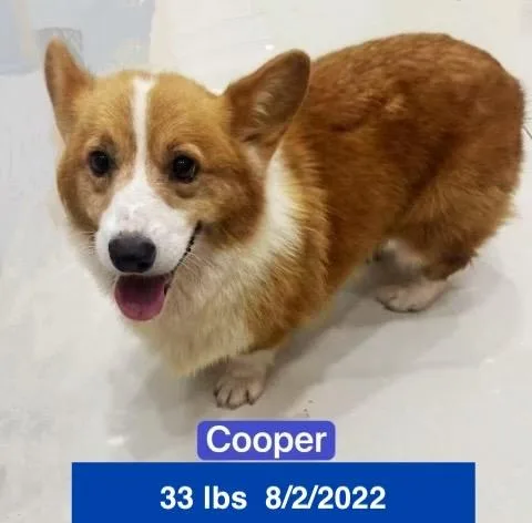 Cooper thumbnail 2